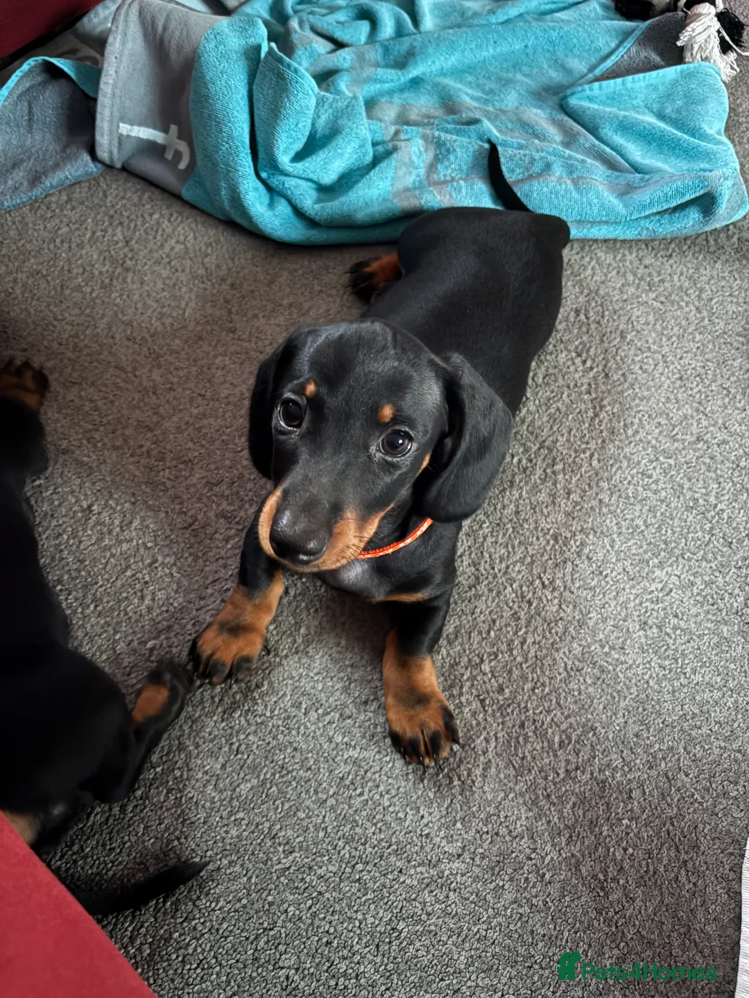 Miniature Dachshund dogs for sale: Black and tan miniature dachshund puppies   - Advert 20