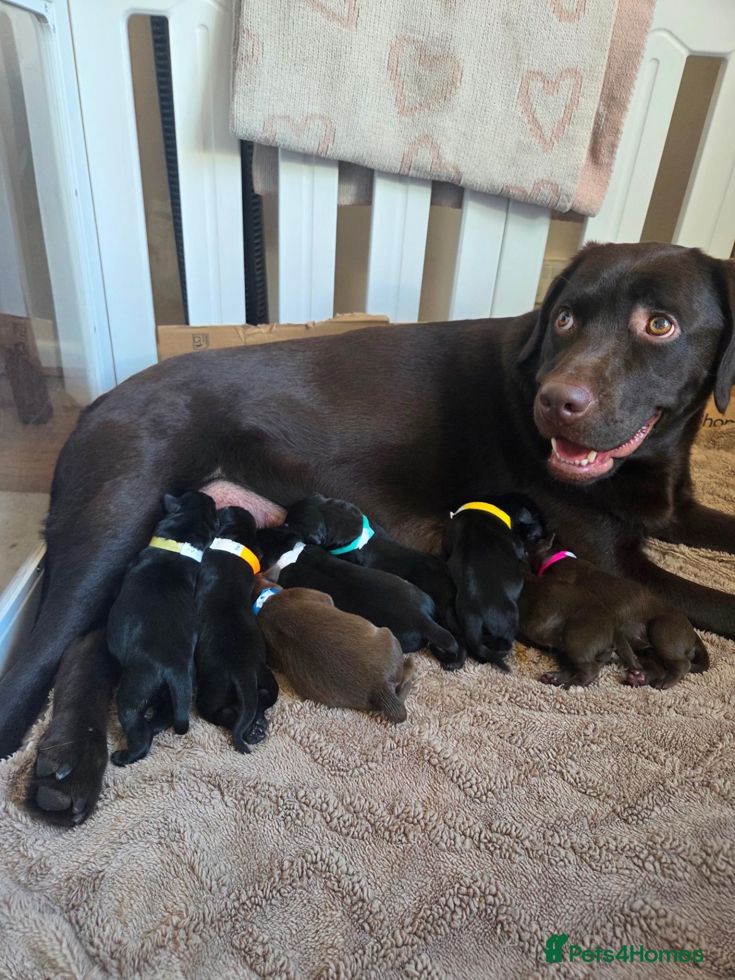 Labrador Retriever dogs Labrador puppies  - Advert 18