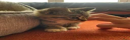 Mixed Breed cats for sale: Gorgeous Litter of BSH X Long Haired Kittens in Usk - Advert 12