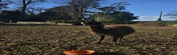 Llama livestock for sale: Sizzles❤️ - Advert 6