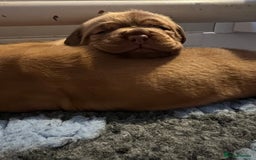 Dogue De Bordeaux dogs for sale: Beautiful KC Dogue De Bordeaux Puppies - Advert 14