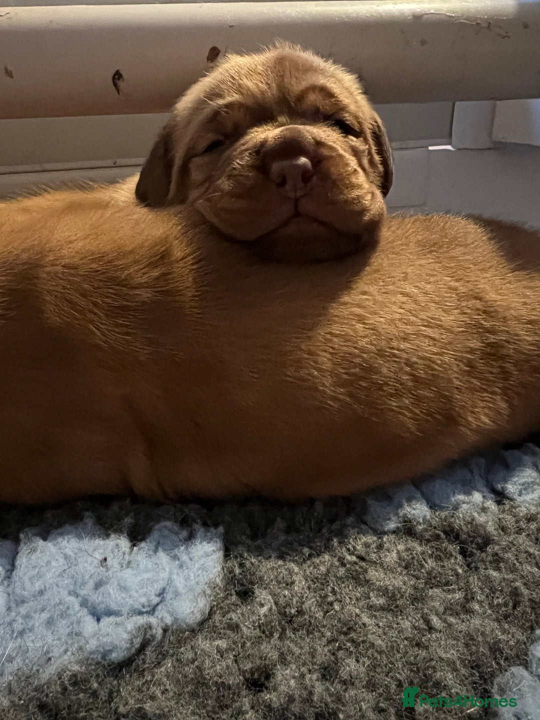 Dogue De Bordeaux dogs for sale: Beautiful KC Dogue De Bordeaux Puppies - Advert 14
