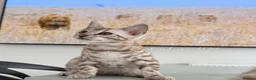 Bengal cats for sale: Stunning Snow Bengals - TICA Full Pedigree  - Advert 13