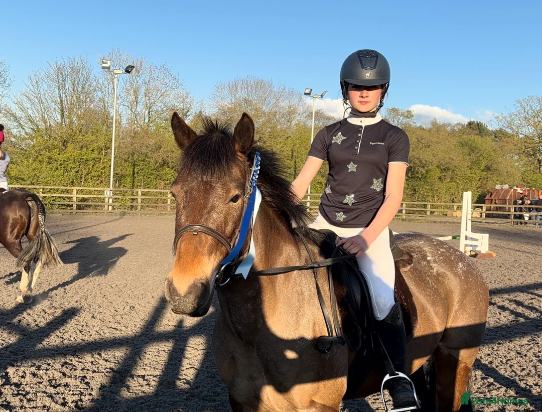 Connemara horses for sale: Lovely Allrounder and Jumper  in Brampton - Advert 1