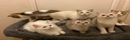 Munchkin cats for sale: Full Pedigree Munchkin Kittens - Advert 31