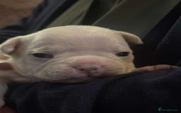French Bulldog dogs for sale: Kc registered french bulldog puppies - Image 32