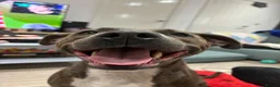 Staffordshire Bull Terrier dogs for sale: Frida  in Doncaster - Advert 2