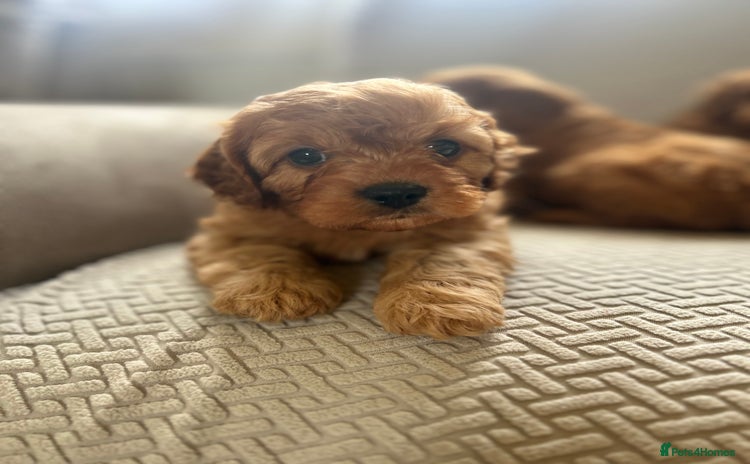 Cavapoo dogs - Advert 11