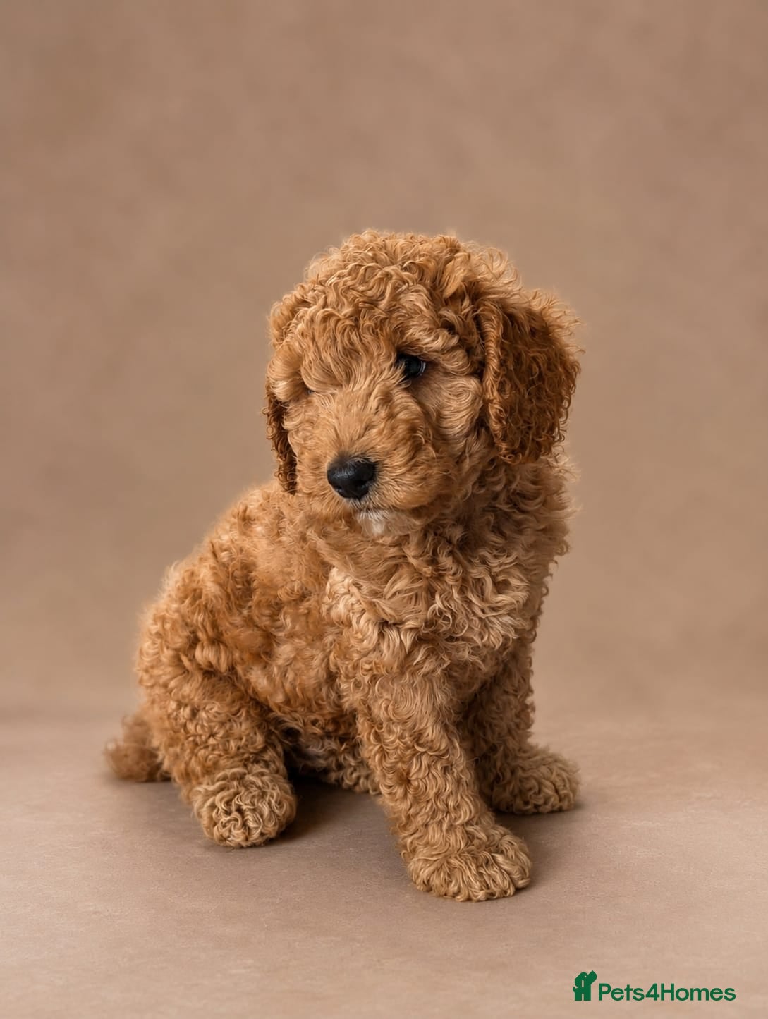 Labradoodle dogs 🌟Quality Australian Labradoodle-Proven 🌟 - Advert 3
