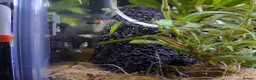 Platies fish for sale: Platy fry for sale - Advert 1
