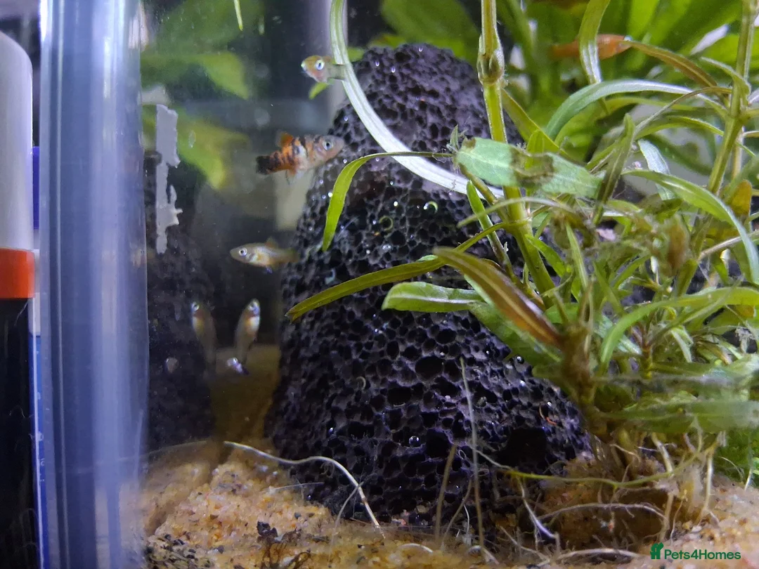 Platies fish for sale: Platy fry for sale - Advert 1