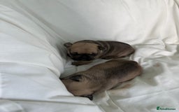 French Bulldog dogs for sale: Gorgeous Frenchie pups - Image 6