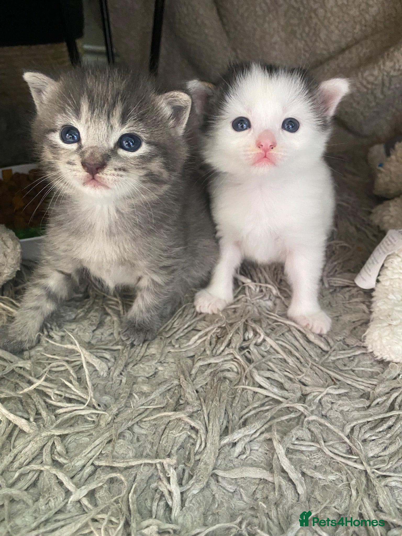 British Shorthair cats British shorthair X kittens.  - Advert 18