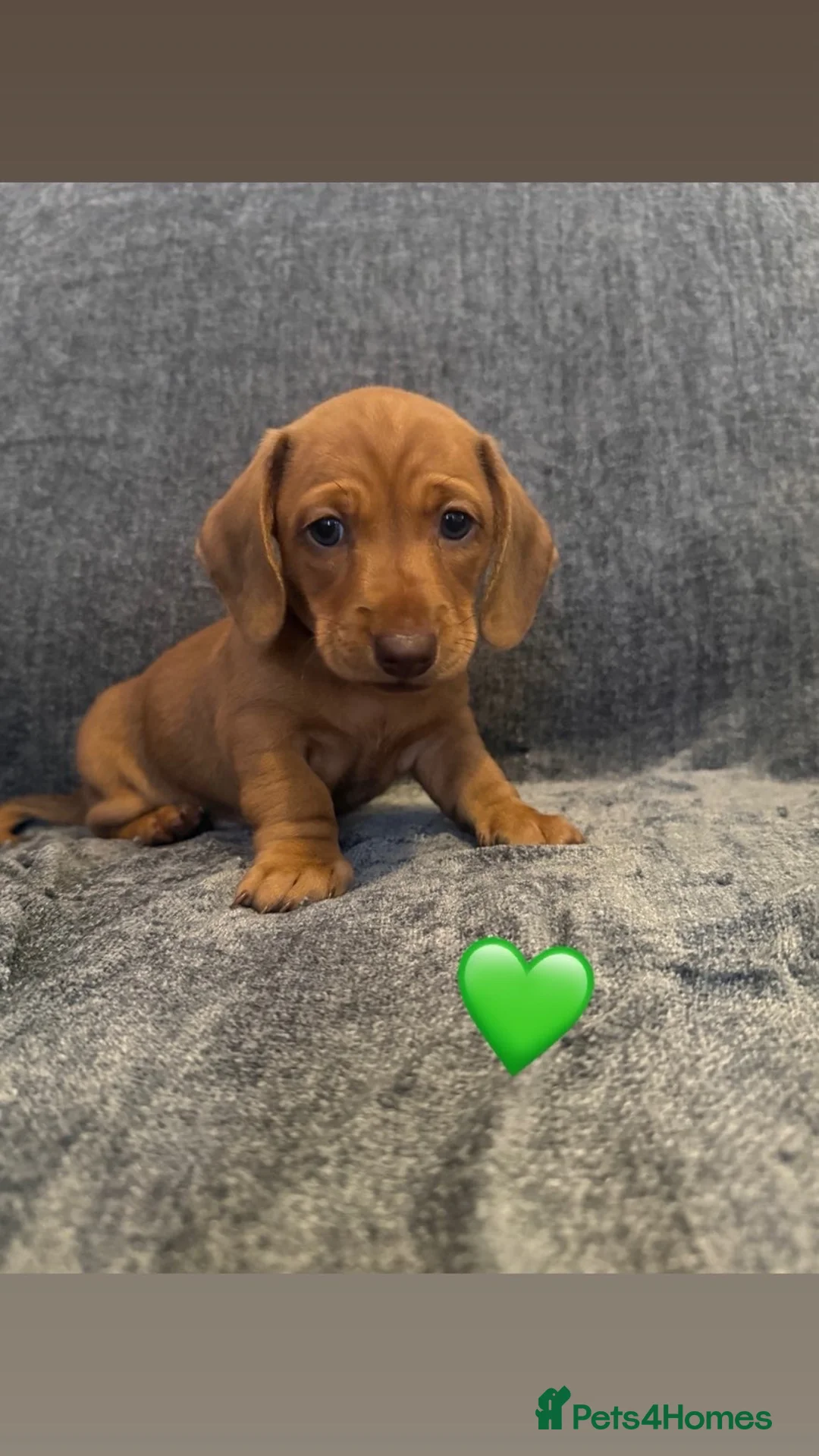 Miniature Dachshund dogs for sale: Beautiful boys 3 availble  - Advert 2