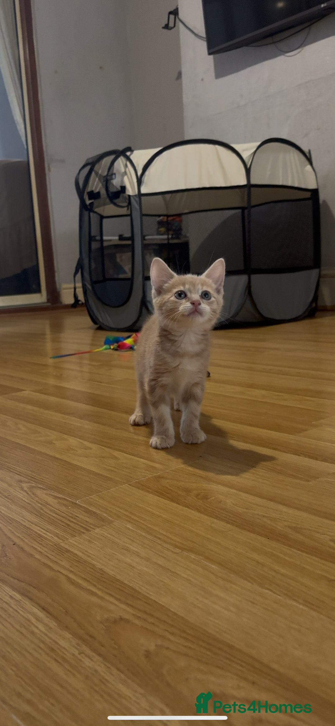 British Shorthair cats for sale: Kitten for sale 8 weeks - Image 5