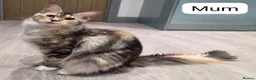 Maine Coon cats for sale: Outstanding TICA registered Maine Coon Kittens - Advert 14