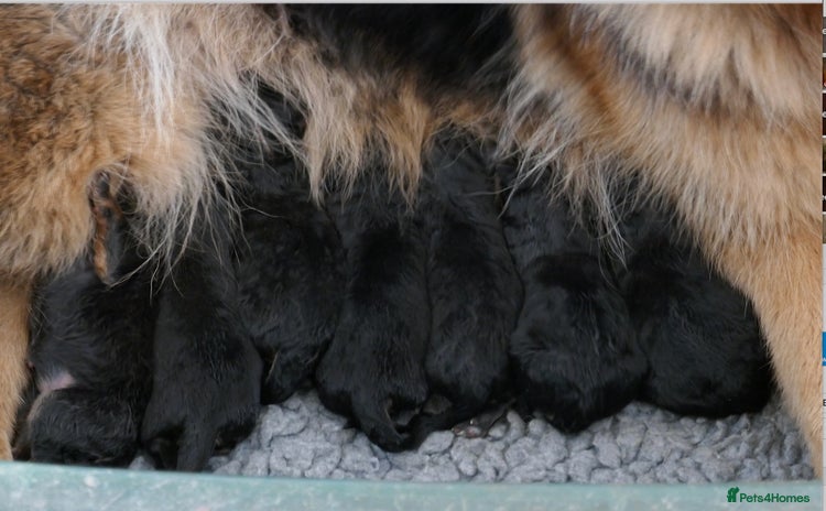 German Shepherd dogs - Advert 2