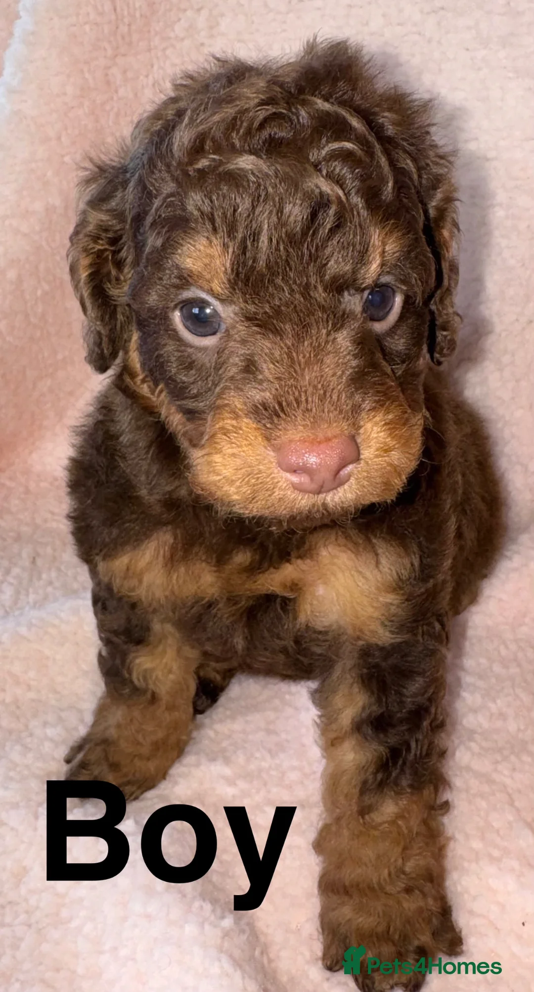 Cockapoo dogs for sale: DNA TESTED, Beautiful Merle cockapoo puppies - Advert 2