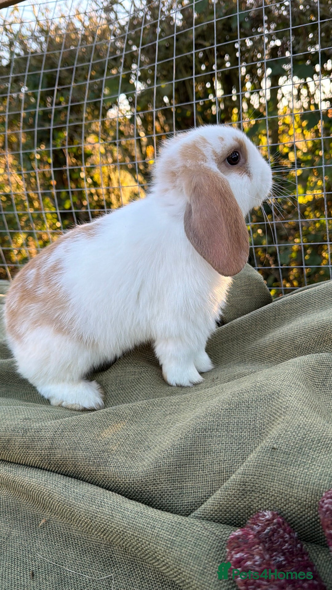Mini Lop rabbits for sale: Mini Lop bunnies  - Advert 21
