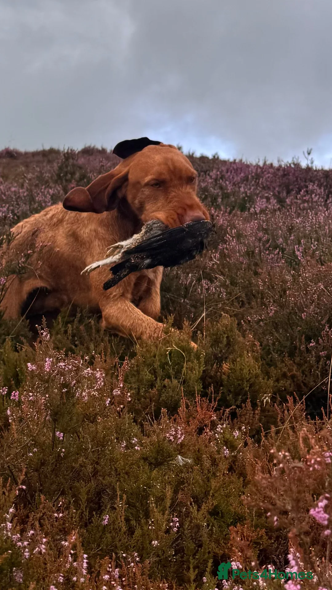 Hungarian Vizsla dogs for stud: Imported Head keeper owned stud  in Skipton - Advert 7