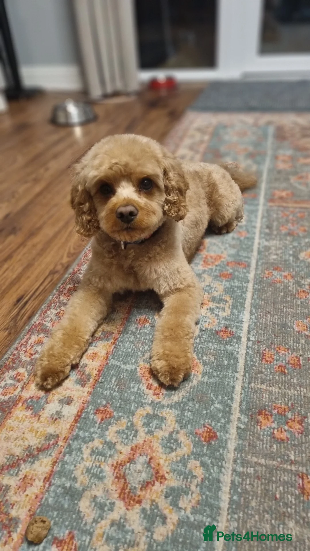 Cavapoo dogs for stud: Experienced, proven and health tested cavapoo stud in London - Advert 33