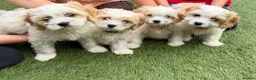 Cavachon dogs for sale: F1 CAVACHON PUPPIES!! - Advert 5