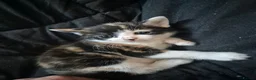 Mixed Breed cats for sale: 2 cute female kittens  in Mitcham - Advert 6