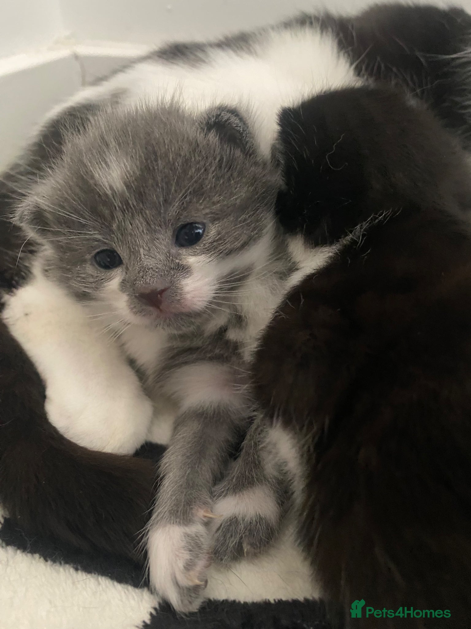 Mixed Breed cats 2 beautiful kittens for sale - Advert 2