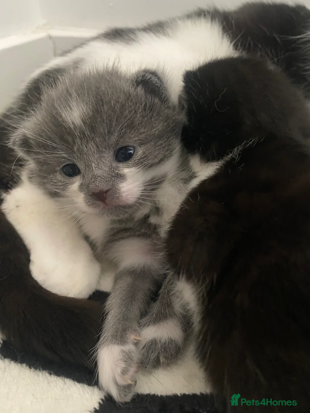 Mixed Breed cats for sale: 2 beautiful kittens for sale - Advert 1