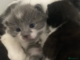 Mixed Breed cats 2 beautiful kittens for sale - Advert 1