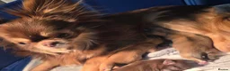 Chihuahua dogs for sale: Quality Thai blood line puppys - Advert 7