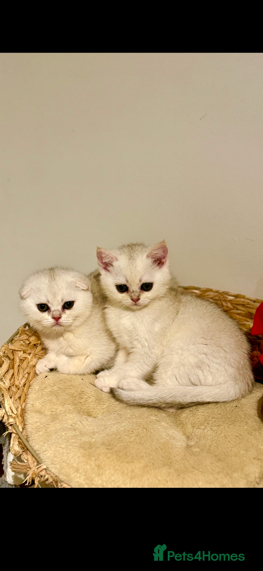 Scottish Fold cats for sale: Scottish pedigree kittens fold and straight - Advert 1