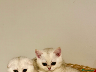 Scottish Fold cats Scottish pedigree kittens fold and straight - Advert 5