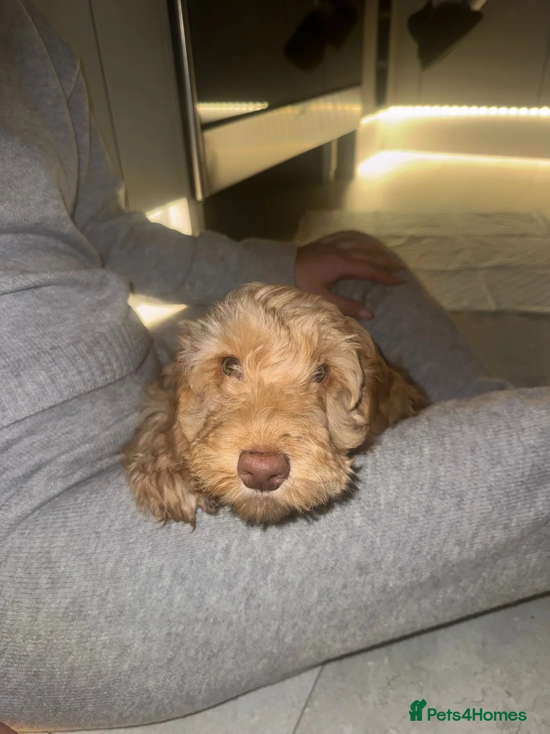 Cockapoo dogs for sale: Beautiful apricot cockapoo girl  - Advert 3