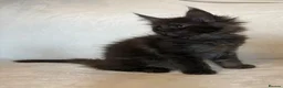 Maine Coon cats for sale: READY NOW 🐾 STUNNING GCCF MAINE COON KITTENS 🐾 - Advert 13