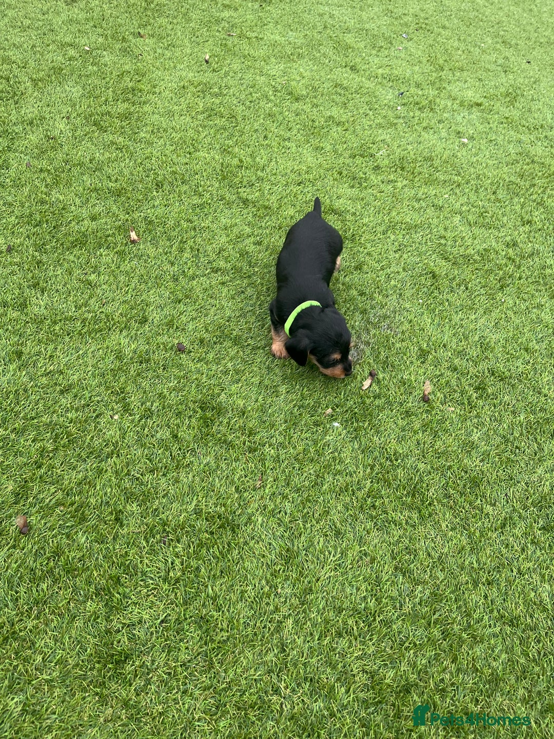Mixed Breed dogs for sale: 5 beautiful jackshund puppies for sale - Advert 22