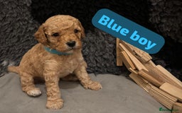 Cavapoochon dogs for sale: 🐾CAVAPOOCHON PUPPIES 🐾 - Image 15