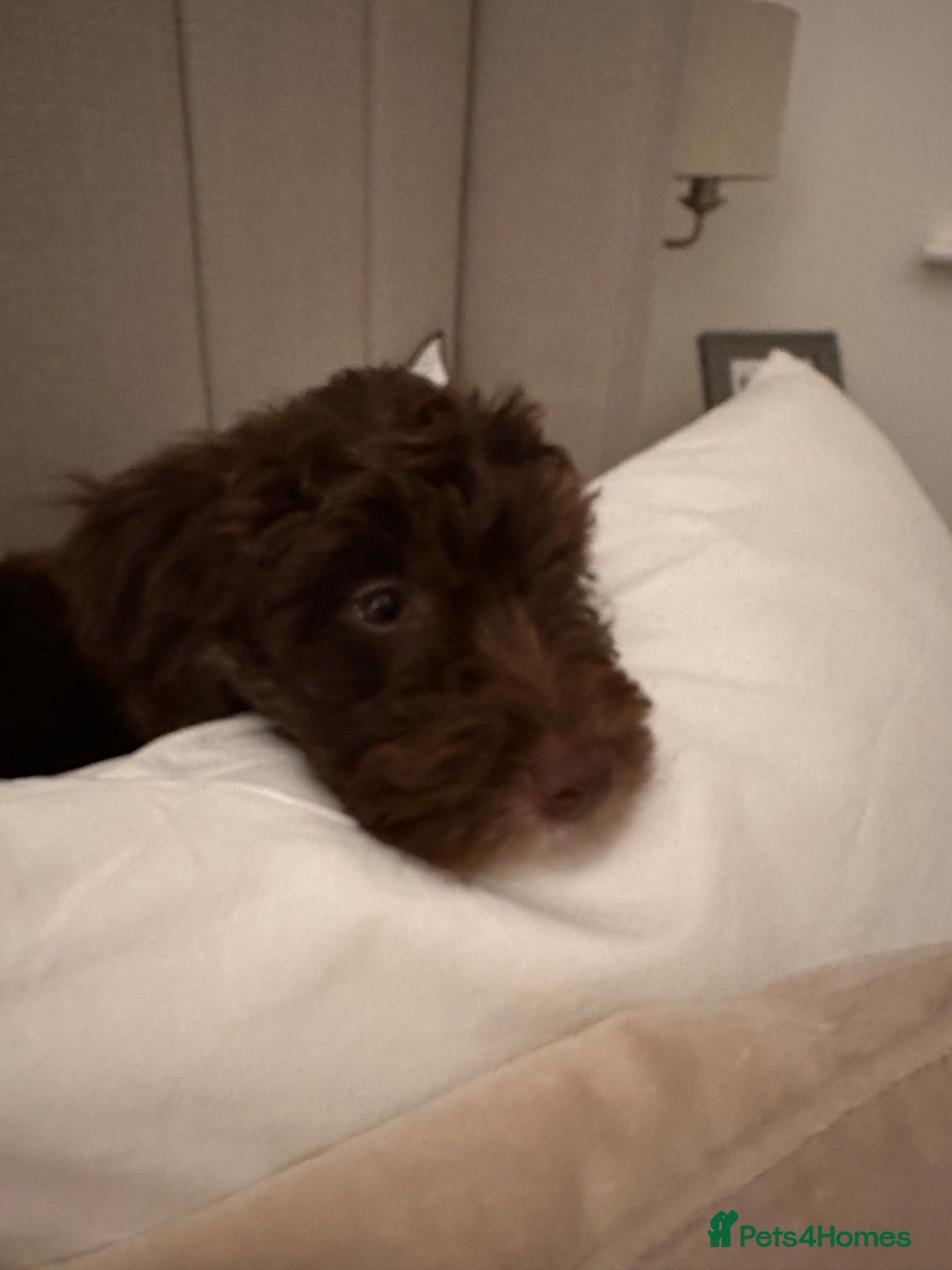 Bordoodle dogs Beautiful fluffy Borderdoodle  - Advert 7