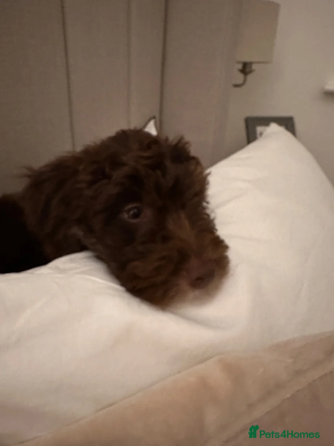 Bordoodle dogs for sale: Beautiful fluffy Borderdoodle  - Advert 1