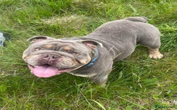 English Bulldog dogs for sale: British bulldog male  - Image 5