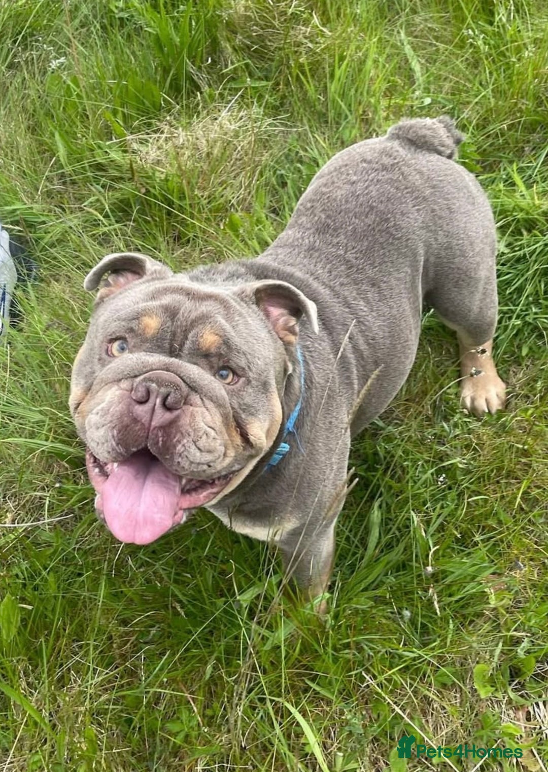 English Bulldog dogs for sale: British bulldog male  - Image 5