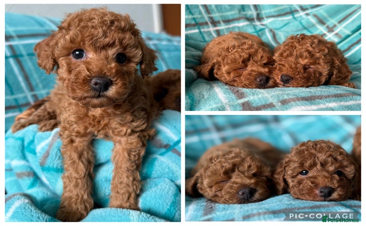 Toy Poodle dogs KC registered tiny toy poodles  - Advert 12