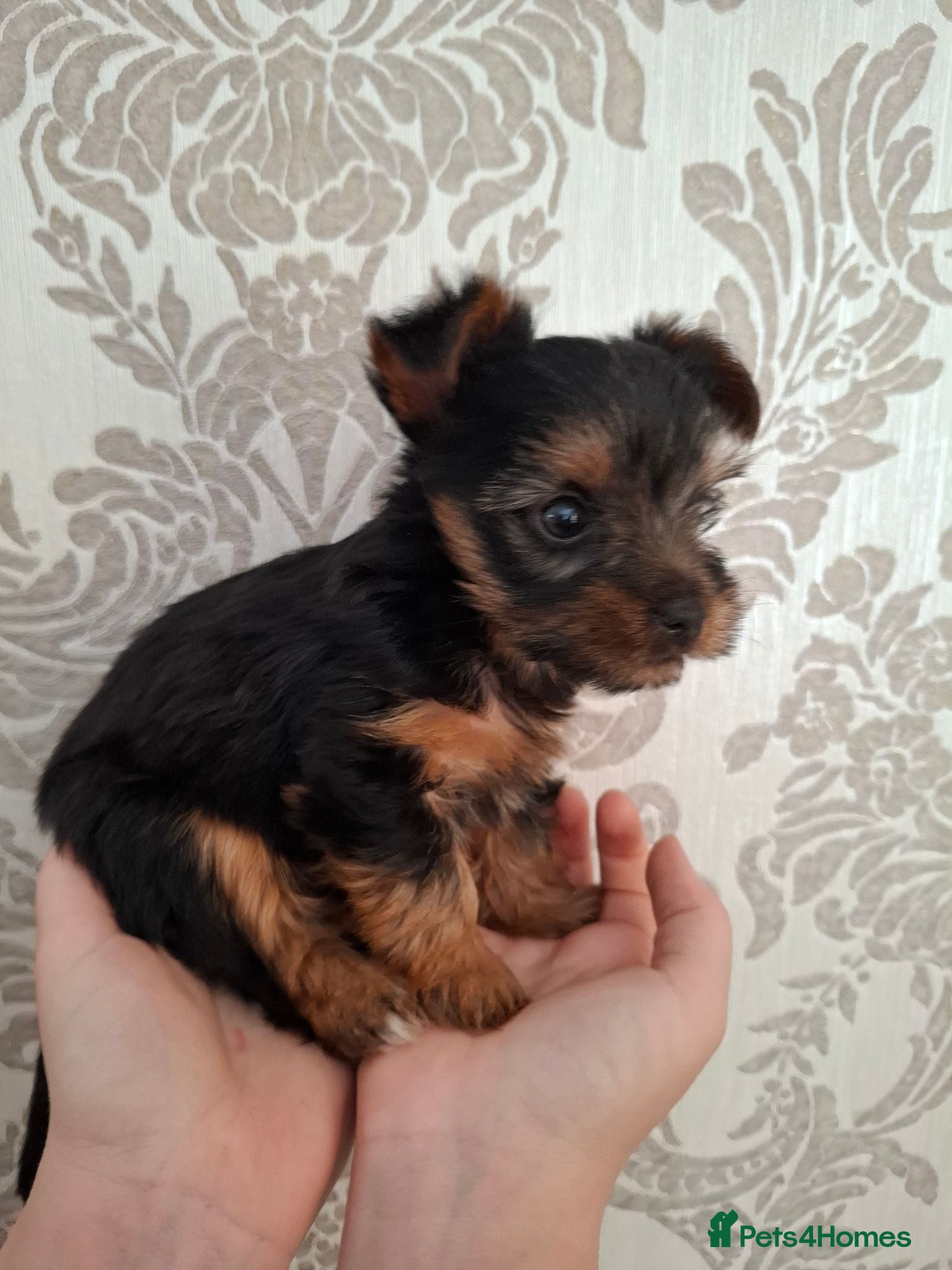 Yorkshire Terrier dogs Charming Yorkshire Terrier Puppies - Advert 1