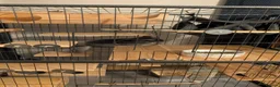 Chinchilla rodents for sale: Violet Male Chinchilla Rambo + Full Setup - Advert 8