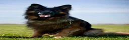 German Shepherd dogs for stud: Long Haired German shepherd  - Advert 6