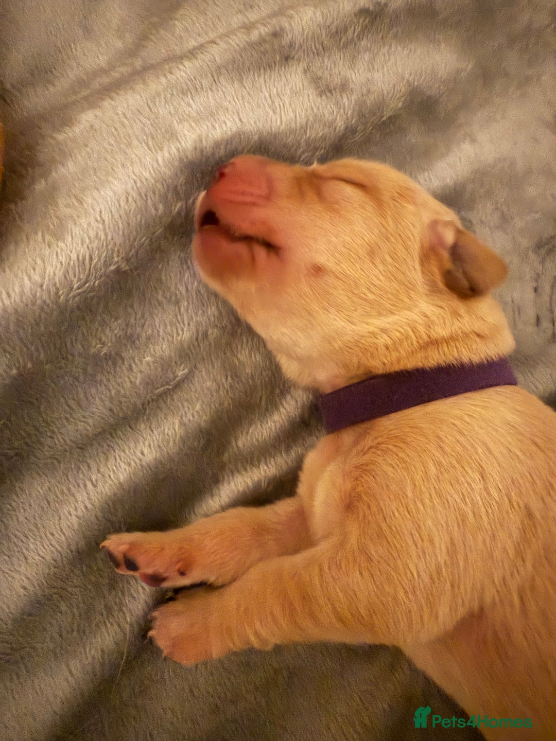 Labrador Retriever dogs for sale: Fox red labradors available now  - Advert 22