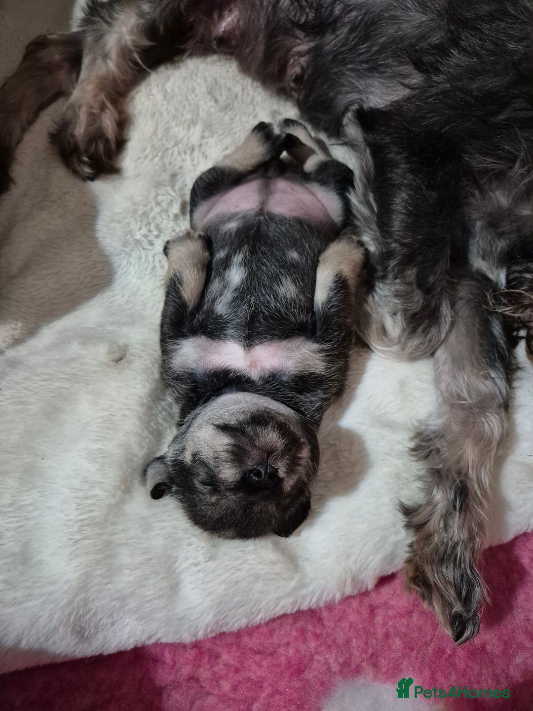Miniature Schnauzer dogs for sale: Adorable Princess Miniature Shnauzer  - Advert 8