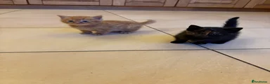 Mixed Breed Kitten 3