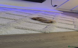 Mini Lop rabbits for sale: Mini lop female  - Image 3