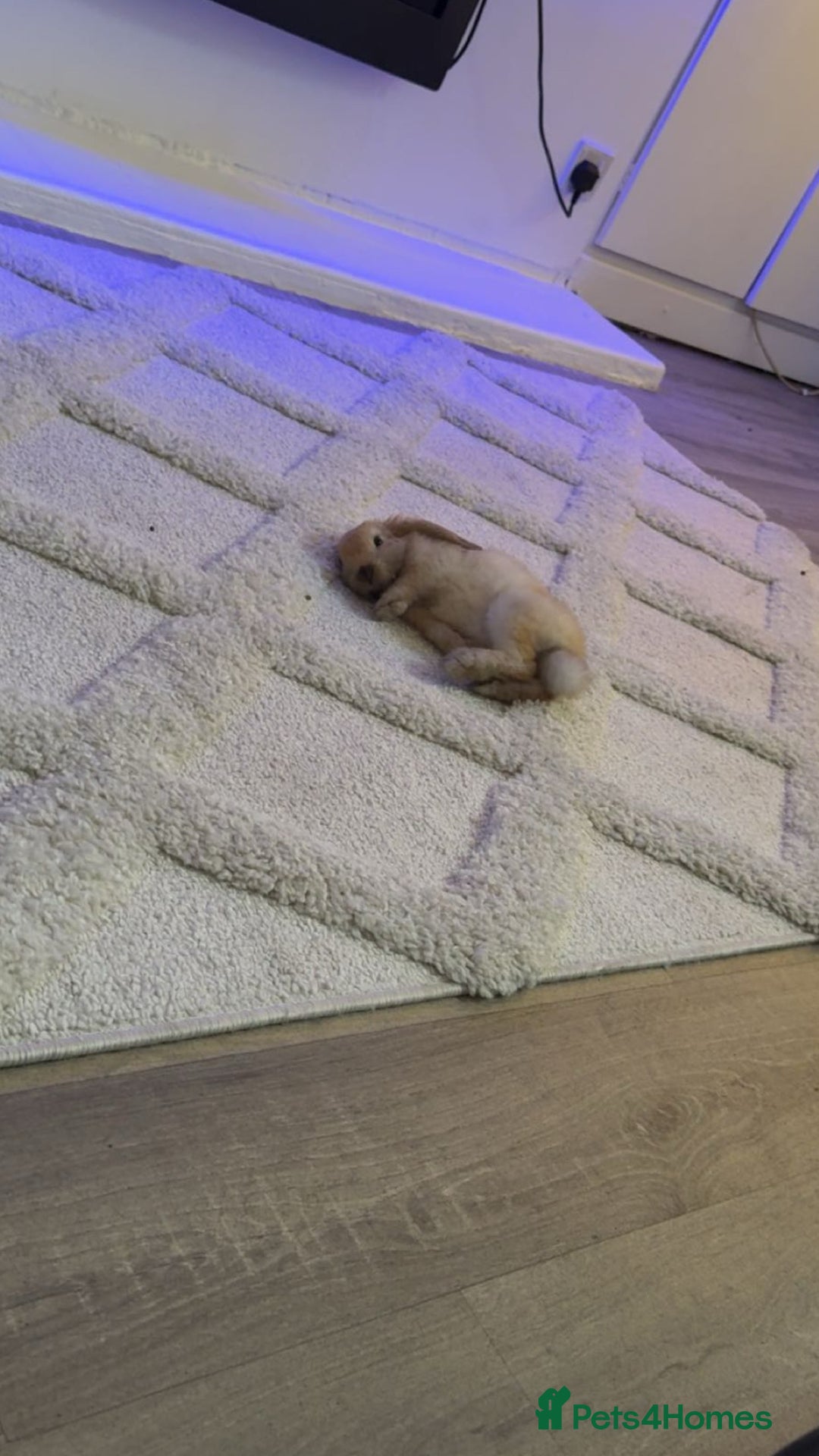 Mini Lop rabbits for sale: Mini lop female  - Image 3